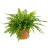 Nephrolepis – Pot en terre de 14 cm