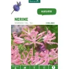 Nerine Bowdenii rose botanic® - 2 bulbes