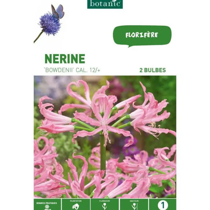 Nerine Bowdenii rose botanic® - 2 bulbes