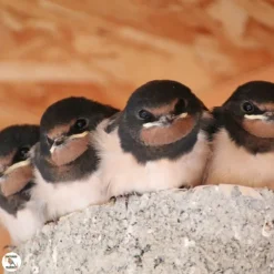 Nichoir meridia pour hirondelles en bois 20 x 11 x 12 cm