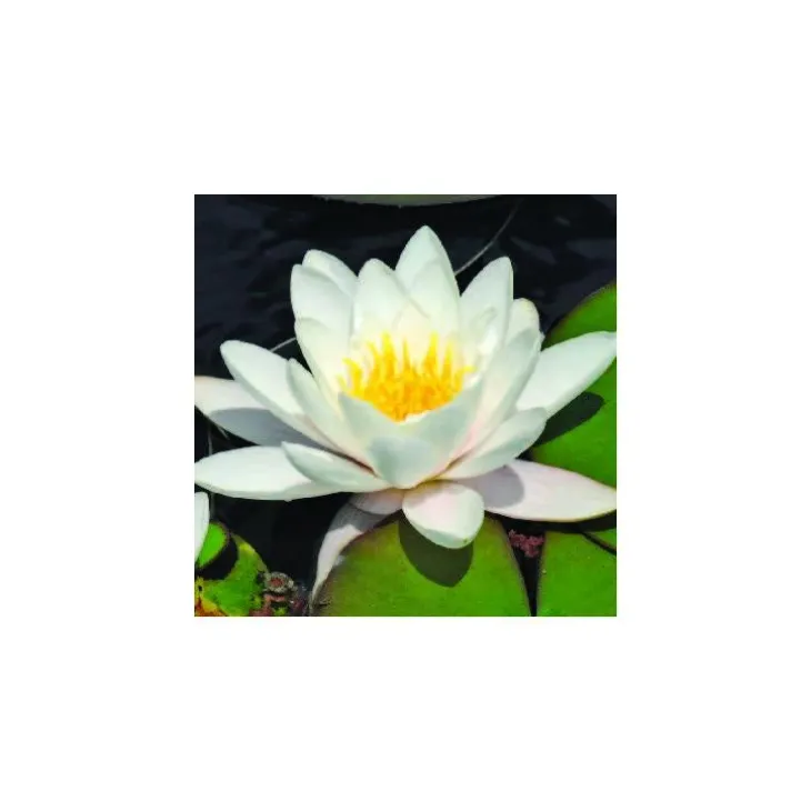 Nénuphar 'Albatros'