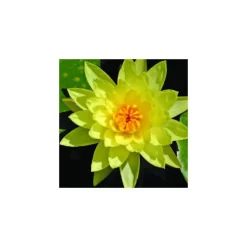 Nénuphar 'Joey Tomocik'