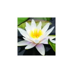 Nénuphar 'Marliacea Albida'