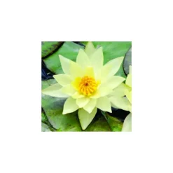 Nénuphar 'Pygmaea Helvola', variété naine