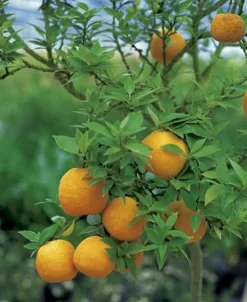 Noisetier corylus avellana biodiversité coloris marron - 3 L