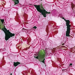 Oeillet Mignardise rouge-blanc - Le pot de 9 x 9 cm