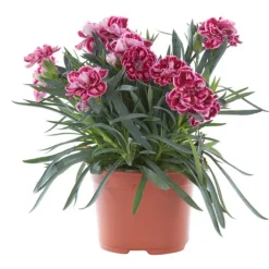 Oeillet Telnelken - Le pot de 10 cm