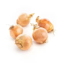 Oignon jaune bio de France - Filet de 500g
