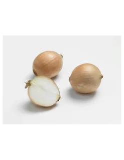 Oignon Sturon AB bio calibre 10/21 botanic® bulbes à planter - Le filet de 500 g