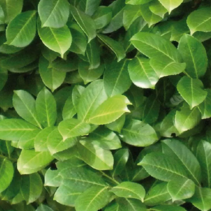 Olivier de Bohême argent. Le pot de 3 litres