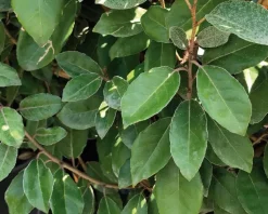 Olivier de Bohême (ELAEAGNUS EBBINGEI COMPACTA) Le pot de 5 litres