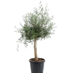 Olivier d’Europe (OLEA) H180 cm, pot 35 L