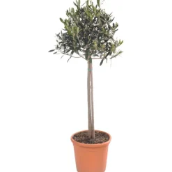 Olivier d'Europe sur tige en pot de 30L - 150 à 160 cm de hauteur