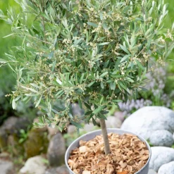 Olivier Tige en pot de 5 L