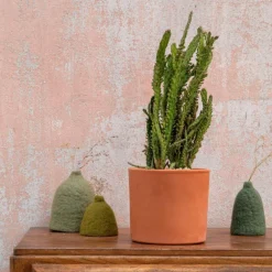 Opuntia mix en pot terre cuite Ø 20 cm