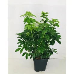 Oranger du Mexique en pot de 5 litres