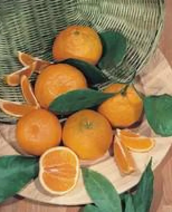 Oranger. Le pot de 7 litres