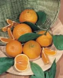 Oranger. Le pot de 22 litres