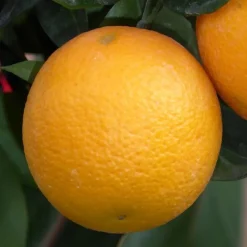 Oranger. Le pot de 15 litres