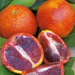 Oranger Sanguine Bio. Le pot de 3 litres