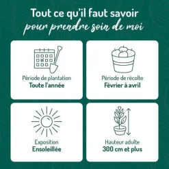 Oranger Sanguine Bio. Le pot de 3 litres