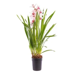 Orchidée Cymbidium