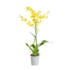 Orchidée Oncidium 1 branche ramifiée pot Ø12xH55 cm