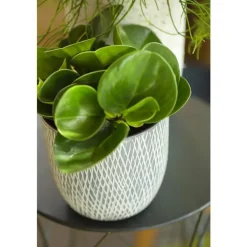 Orchidée Peperomia obtusifolia