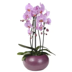 Orchidée Phalaenopsis 2 branches cascade en pot de 12 cm