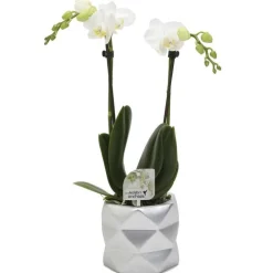 Orchidée Phalaenopsis 2 branches botanic® avec son cache-pot