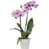 Orchidée Phalaenopsis 2 branches botanic® - en pot 12 cm