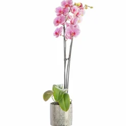 Orchidée Phalaenopsis 50cm avec cache pot céramique Ø 12 cm