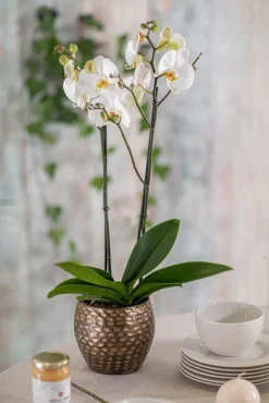Orchidée Phalaenopsis 50cm avec cache pot céramique Ø 12 cm