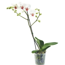 Orchidée Phalaenopsis. Le pot de 12 cm