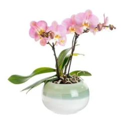 Orchidée Phalaenopsis Tablo 2 branches avec cache-pot botanic® - Ø 12 cm