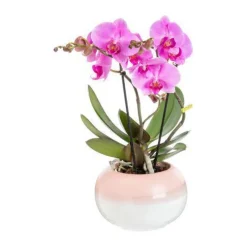 Orchidée Phalaenopsis Tablo 2 branches avec cache-pot botanic® - Ø 12 cm