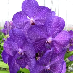 Orchidée Vanda botanic® - Pot de 27 cm