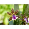 Orchidée Zygopetalum