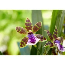 Orchidée Zygopetalum