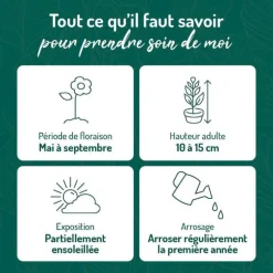 Oxalis trèfle à 4 feuilles - Le pot de 9 x 9 cm