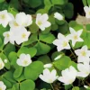 Oxalis trèfle à 4 feuilles blanc. Le pot de 9 x 9 cm