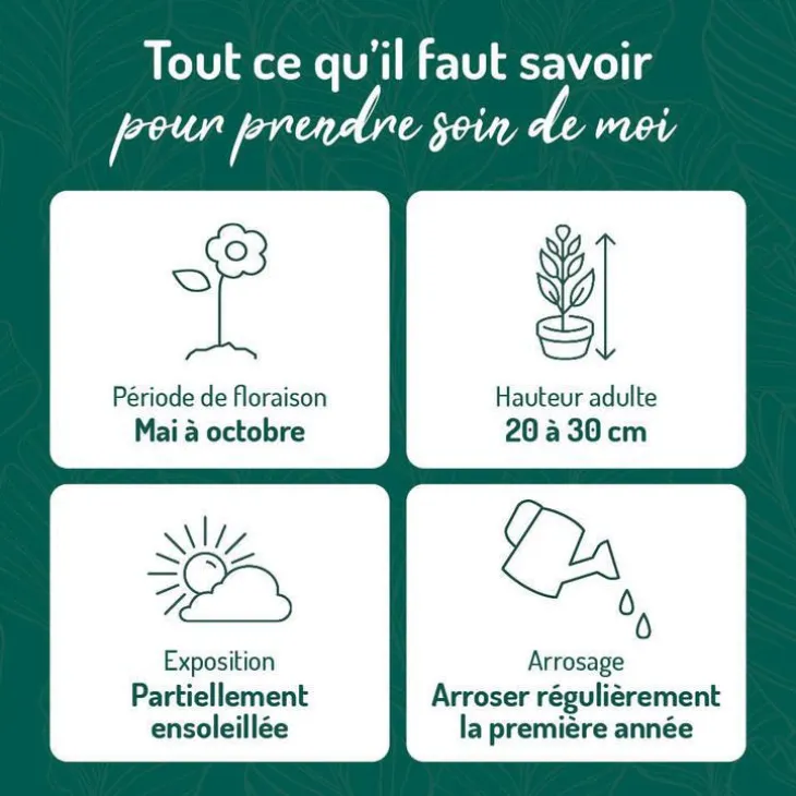 Oxalis trèfle à 4 feuilles blanc. Le pot de 9 x 9 cm