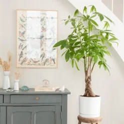 Pachira aquatica tressé vert en pot blanc émaillé botanic®. Le pot Ø 24 cm