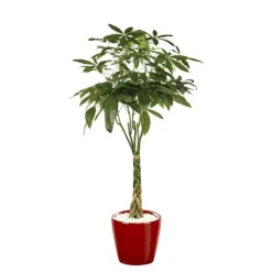 Pachira et son pot Classico premium Ø 35 rouge