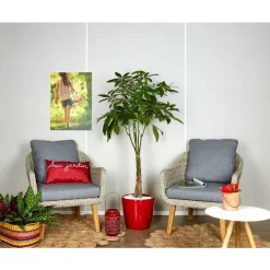 Pachira et son pot Classico premium Ø 35 rouge