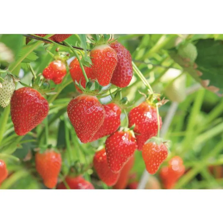 Paillis de chanvre botanic® - 60 L