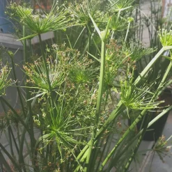 Papyrus nain - Le pot de 7,5 litres