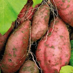 Patate Douce Beauregard Bio. Le pot de 1 litre