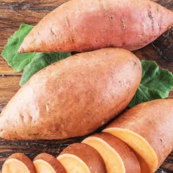 Patate Douce Bonita. Le pot de 10,5 cm