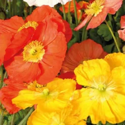 Pavot D'Islande Varie - Le pot de 9 x 9 cm